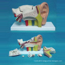 6 Times Enlarged Human Ear Structure Anatomical Medical Model (R070102)